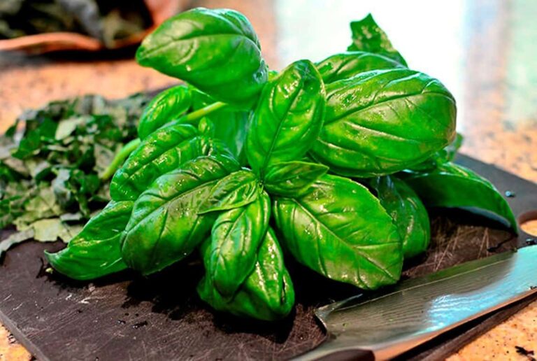 How To Use Basil Essential Oil