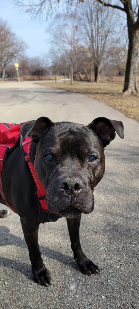 Misty's dog Mugsy, a black pitbull mix wearing a read harness outside.